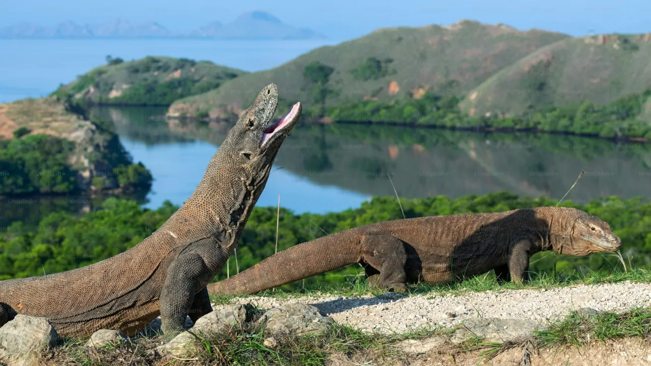 Komodo-Tour From-Labuan-Bajo-by-Private-Speed-Boat-By-Indonesia-Flores-Tour-Img1