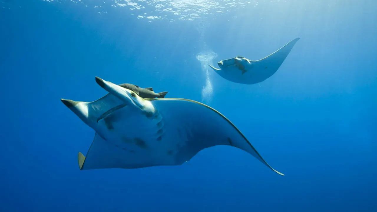 Feel Amazing at Labuan Bajo Komodo Day Trip Snorkeling