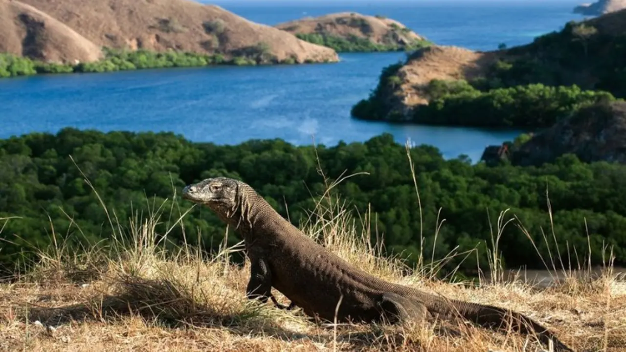 Komodo Tour From Bali-Full Board