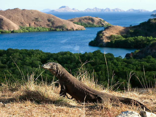Komodo Island: Everything You Need To Know